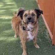 Bellamy, a Adoptable mixed breed in Salt Lake City, UT image 3/6