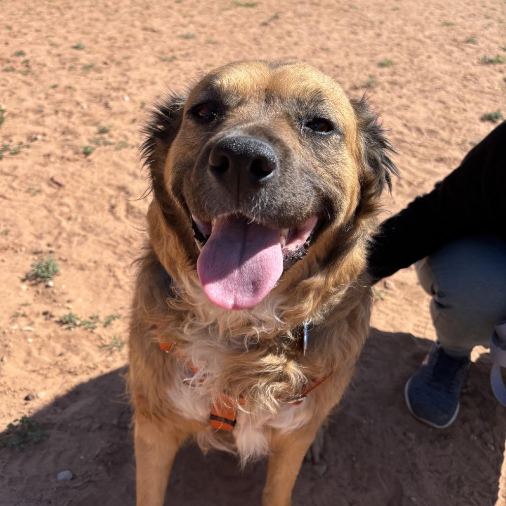Bellamy, a Adoptable mixed breed in Salt Lake City, UT image 4/6
