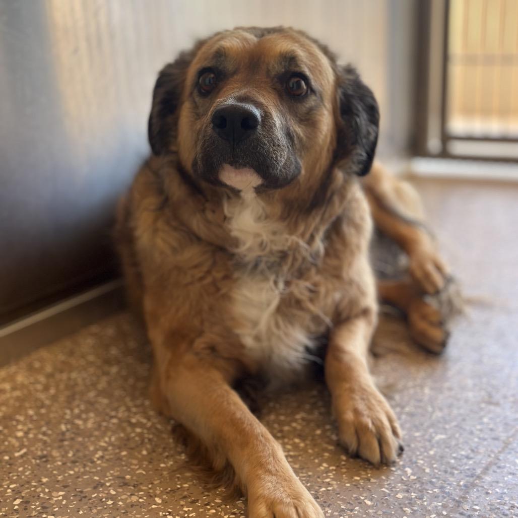 Bellamy, a Adoptable mixed breed in Salt Lake City, UT image 6/6