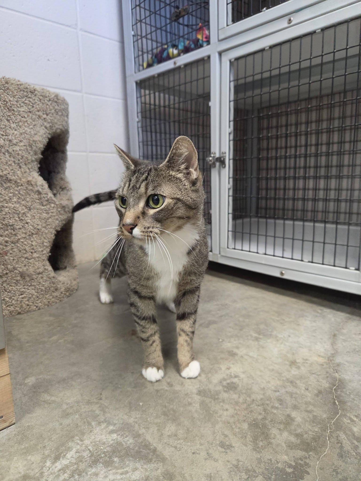 Enlarge Zoey, a Adoptable Domestic Short Hair in Chilton, WI image 2/6