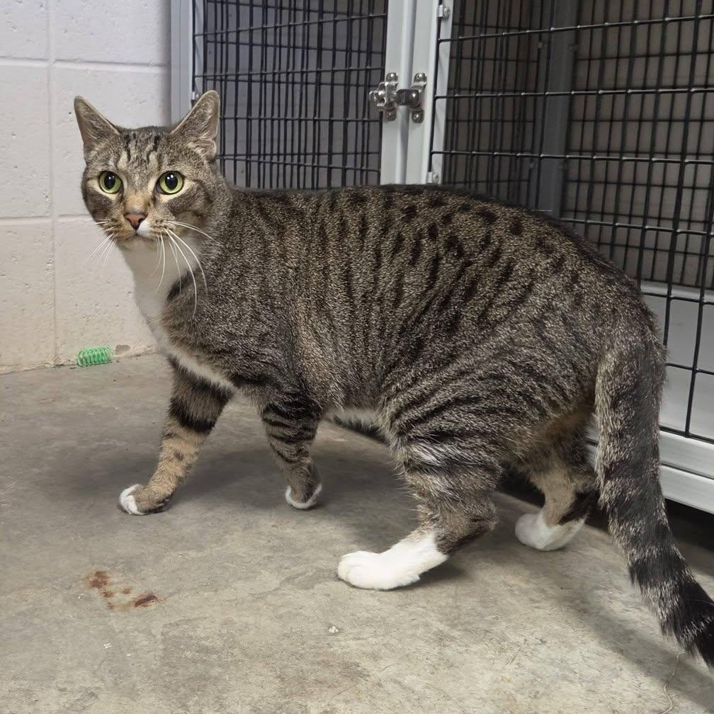 Zoey, Adoptable, Adult Female Domestic Short Hair.