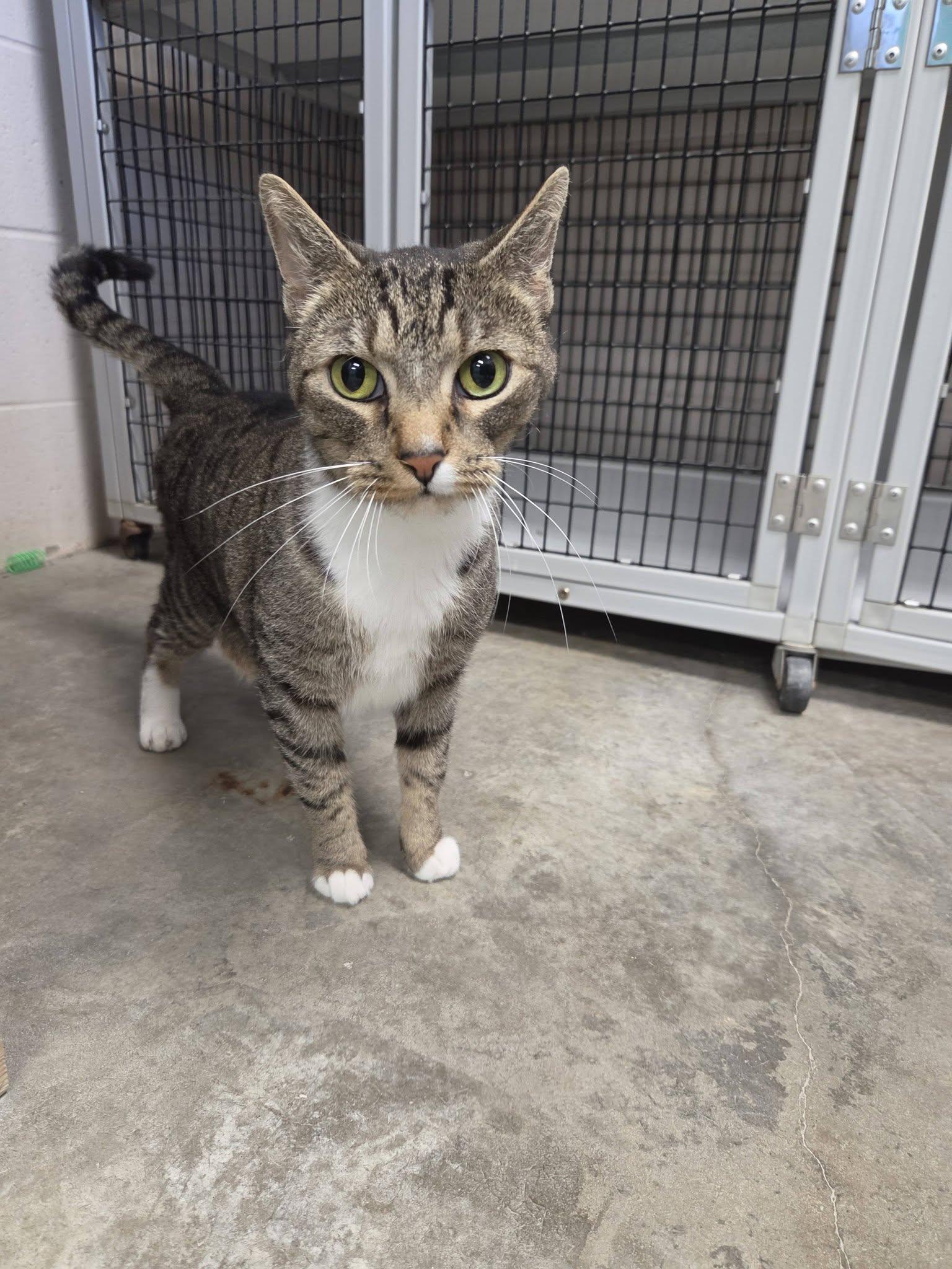 Enlarge Zoey, a Adoptable Domestic Short Hair in Chilton, WI image 3/6