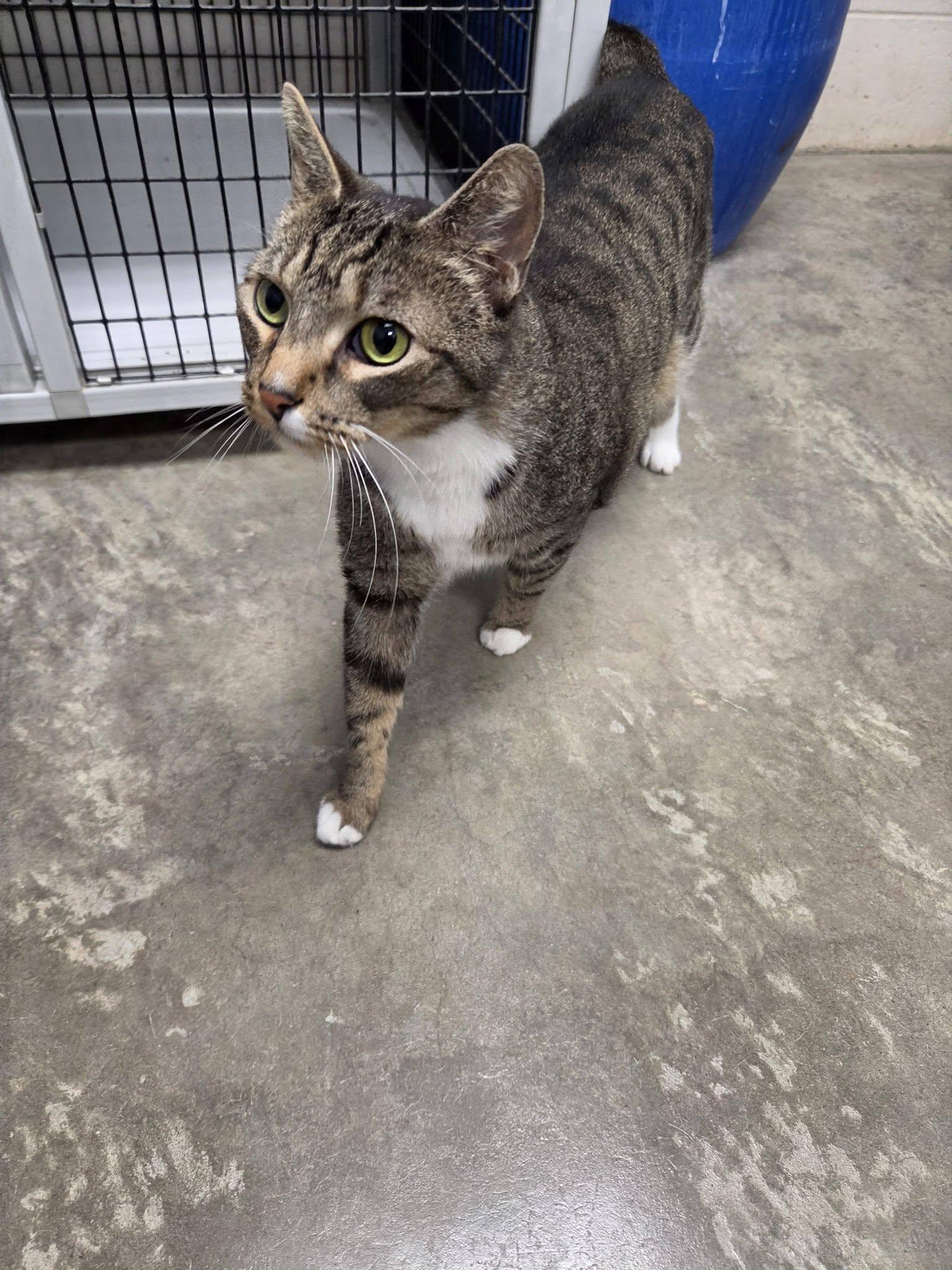 Enlarge Zoey, a Adoptable Domestic Short Hair in Chilton, WI image 4/6