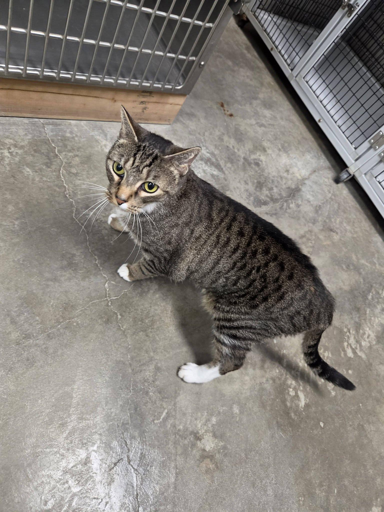 Enlarge Zoey, a Adoptable Domestic Short Hair in Chilton, WI image 5/6