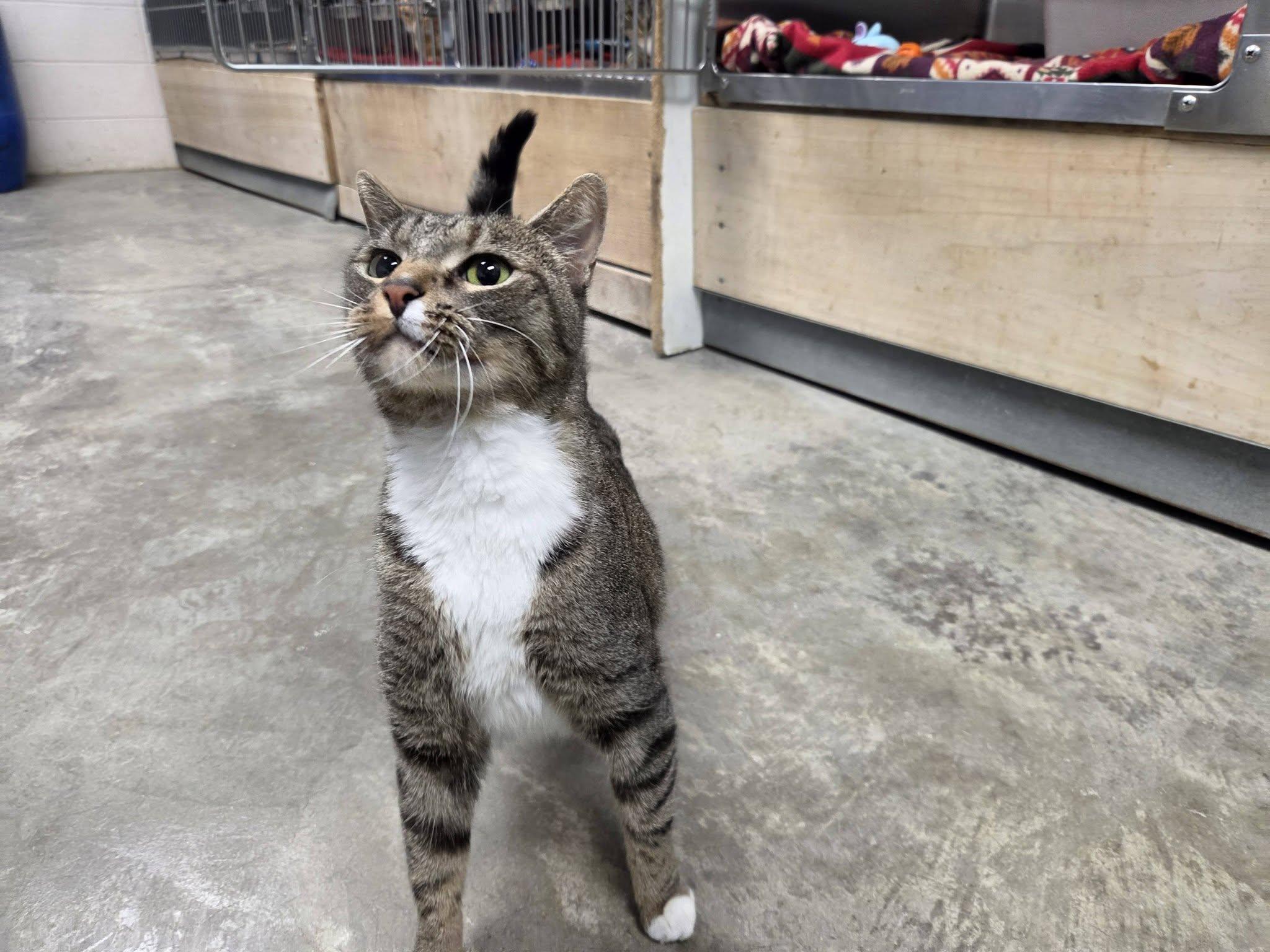 Enlarge Zoey, a Adoptable Domestic Short Hair in Chilton, WI image 6/6