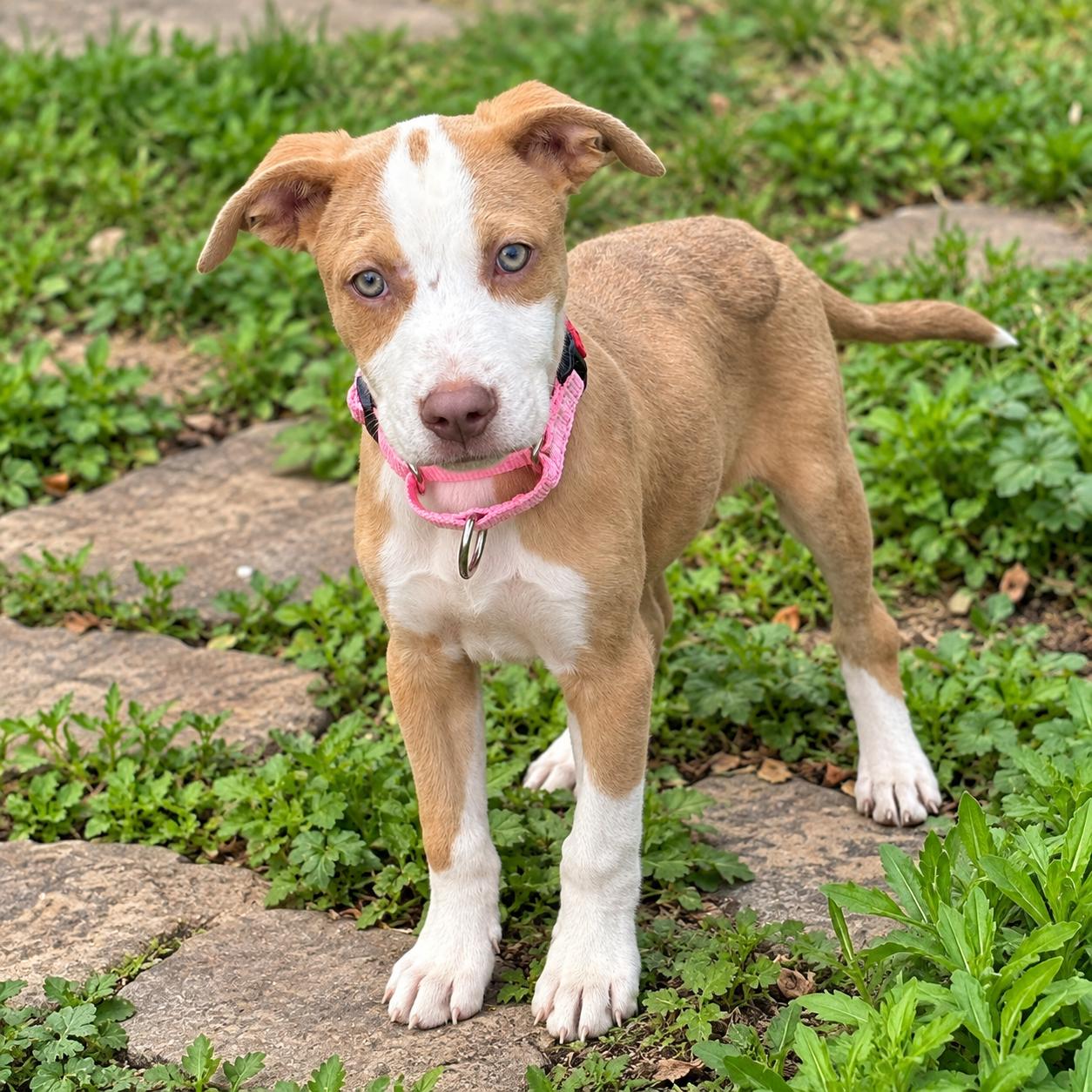 Enlarge .Maple, a Adoptable mixed breed in Hillsborough, NJ image 2/6