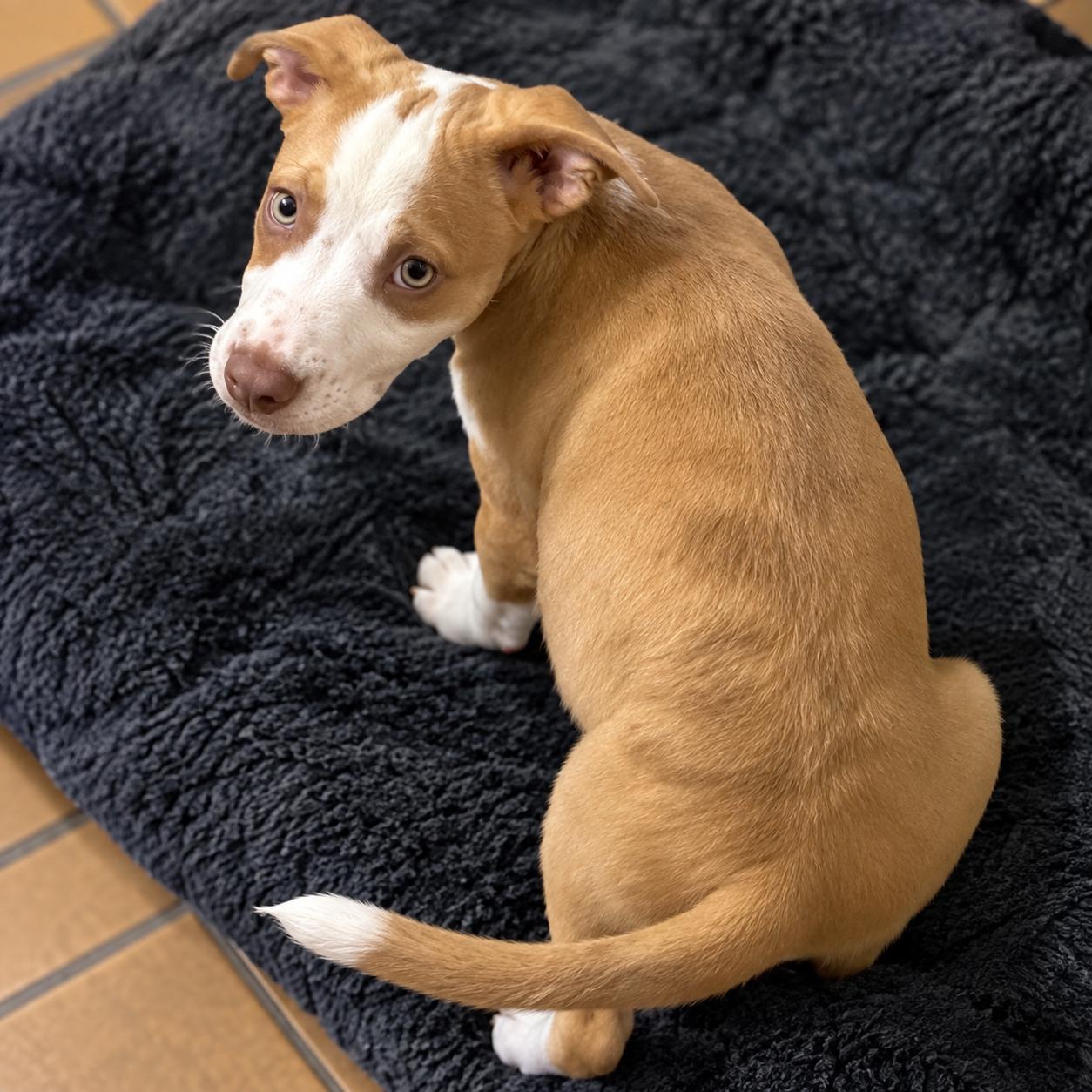 Enlarge .Maple, a Adoptable mixed breed in Hillsborough, NJ image 4/6