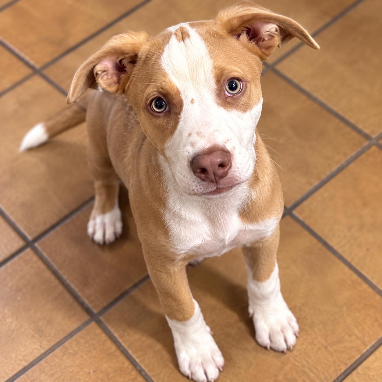 Enlarge .Maple, a Adoptable mixed breed in Hillsborough, NJ image 3/6