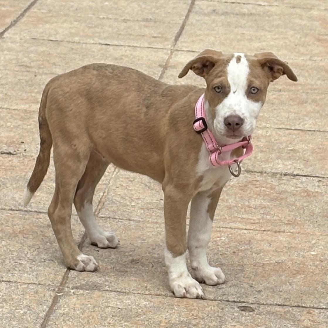 Enlarge .Maple, a Adoptable mixed breed in Hillsborough, NJ image 6/6