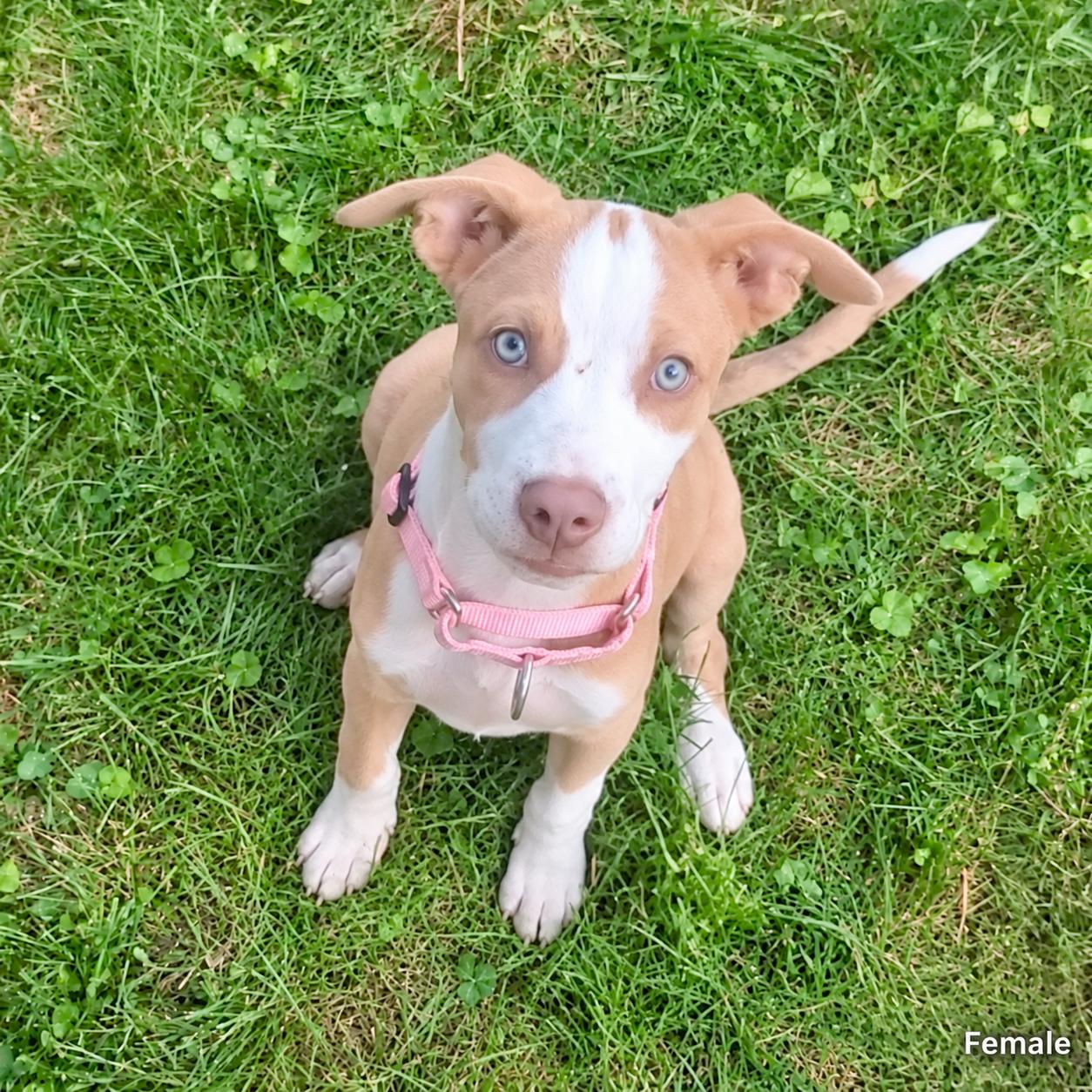 .Maple, Adoptable, Puppy Female Mixed Breed.