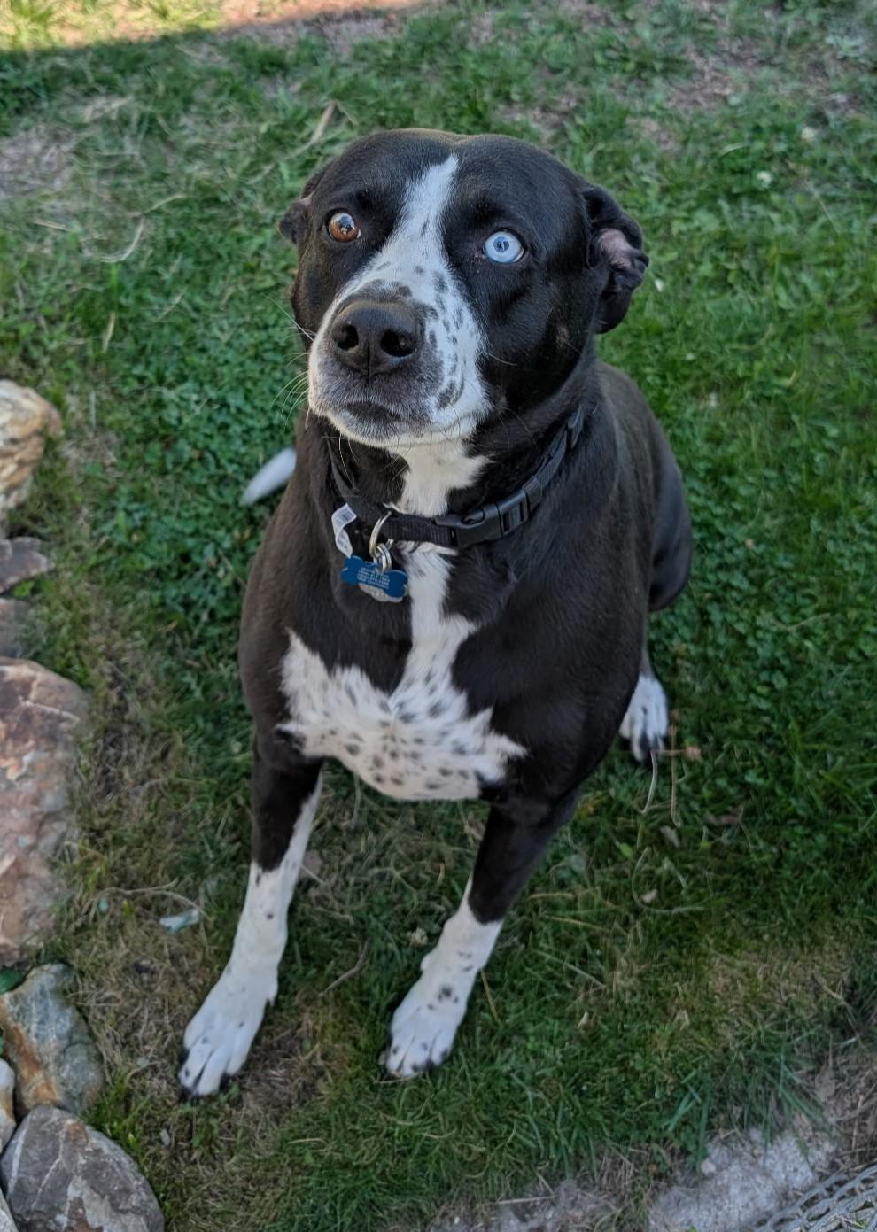 Koda - NOT at the Shelter - Contact Info. is in Bio.
