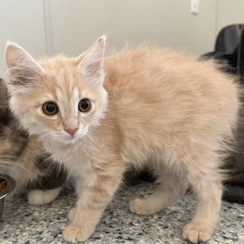 Orange cat #2, Adoptable, Kitten Male Domestic Medium Hair.