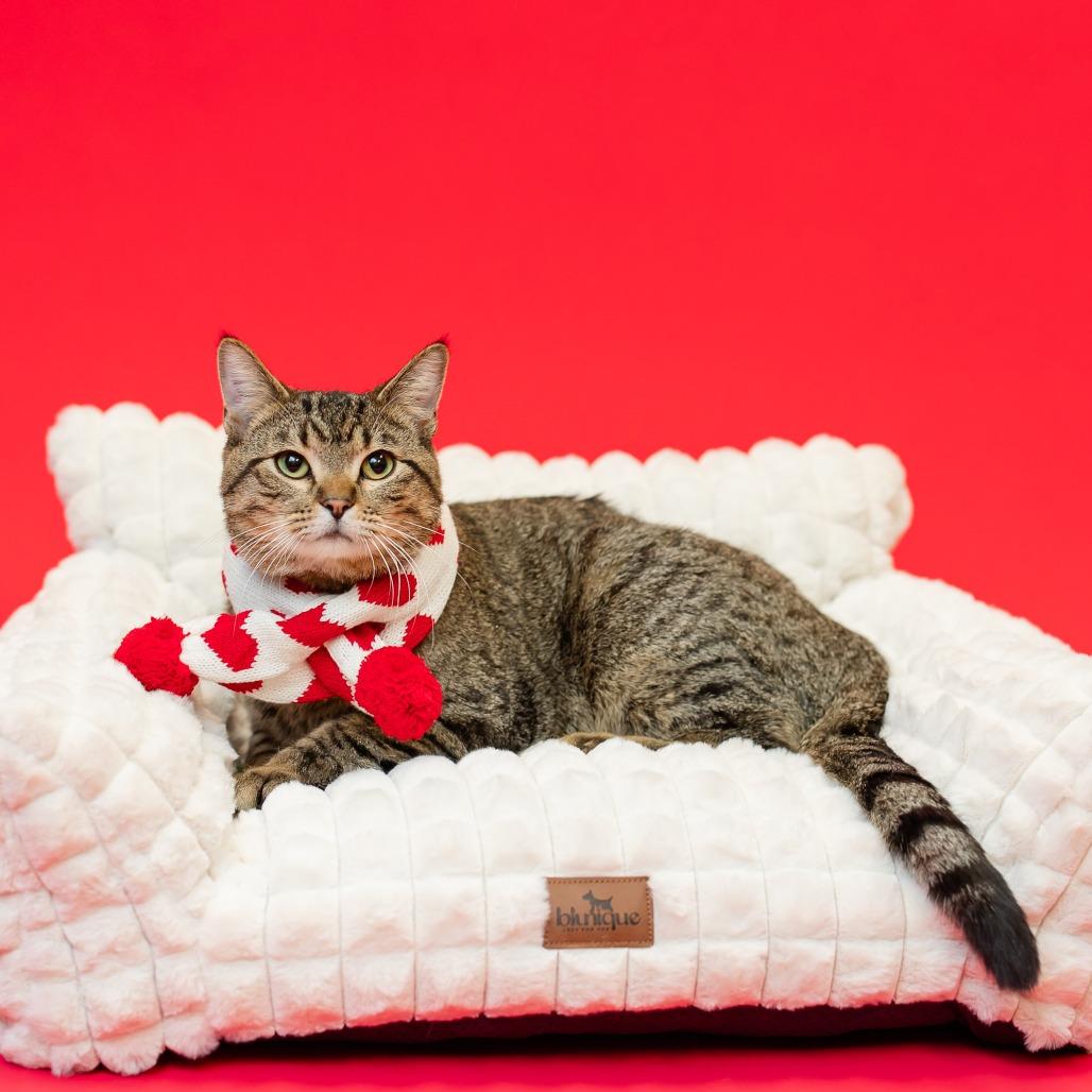 McDonald--In Foster, Adoptable, Young Male Domestic Short Hair.