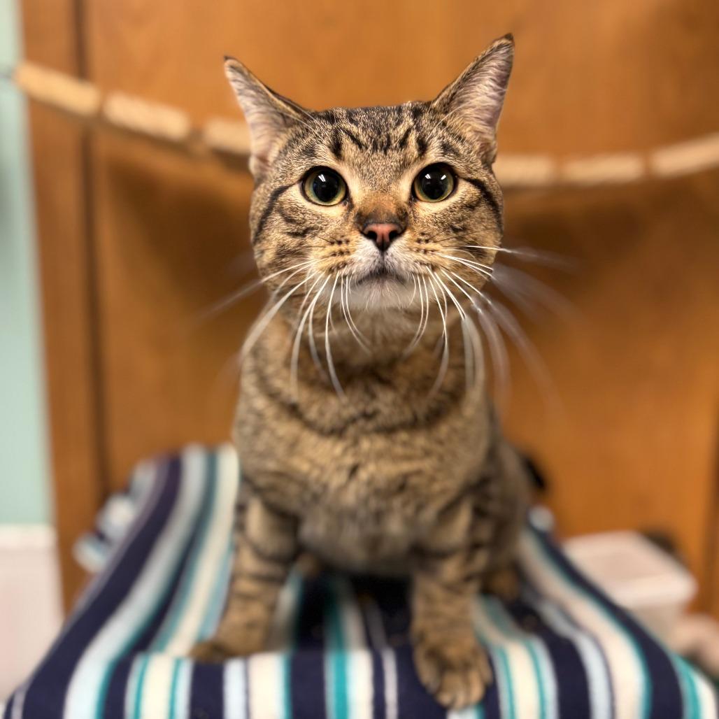 Enlarge McDonald--In Foster, a Adoptable Domestic Short Hair in Fargo, ND image 3/6