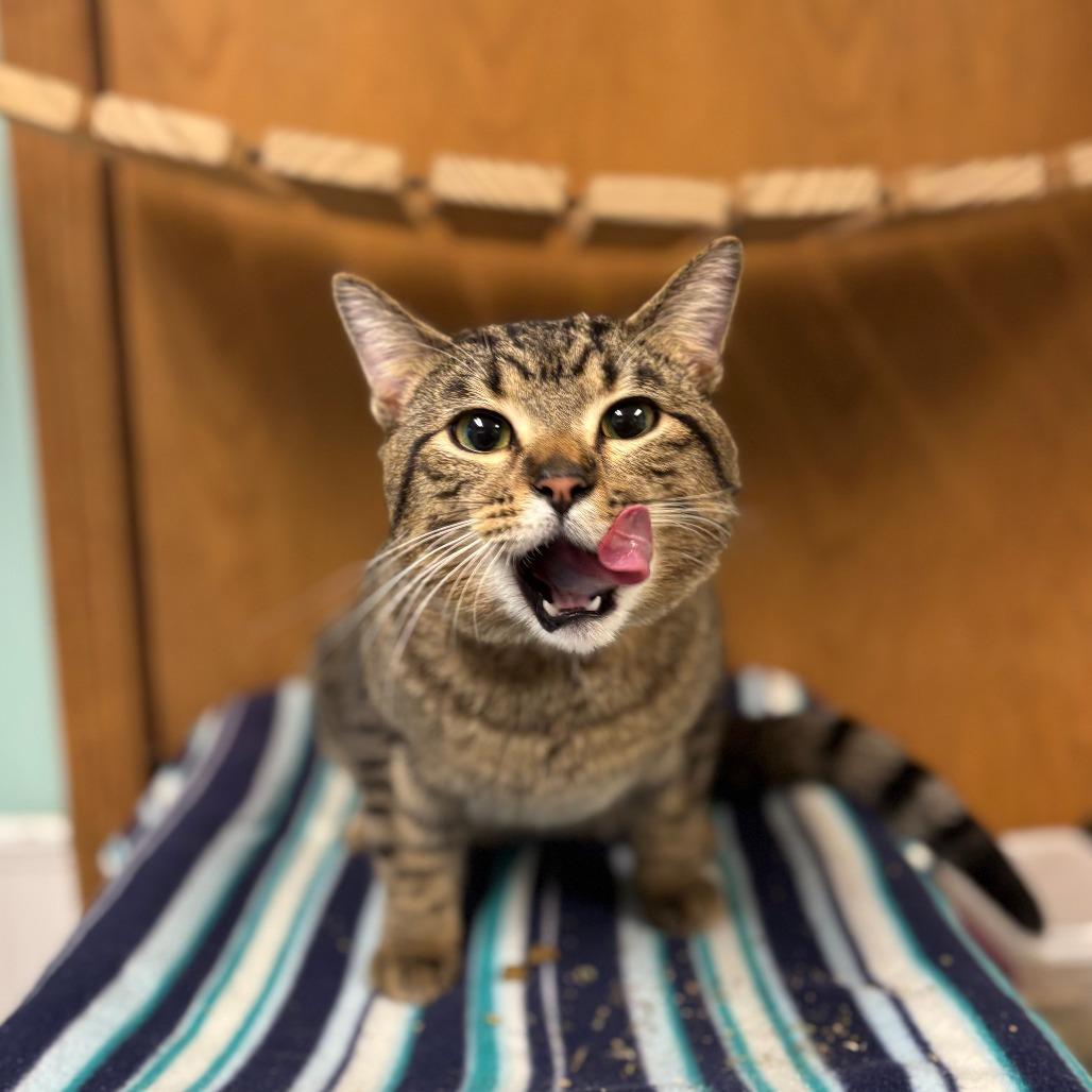 Enlarge McDonald--In Foster, a Adoptable Domestic Short Hair in Fargo, ND image 4/6