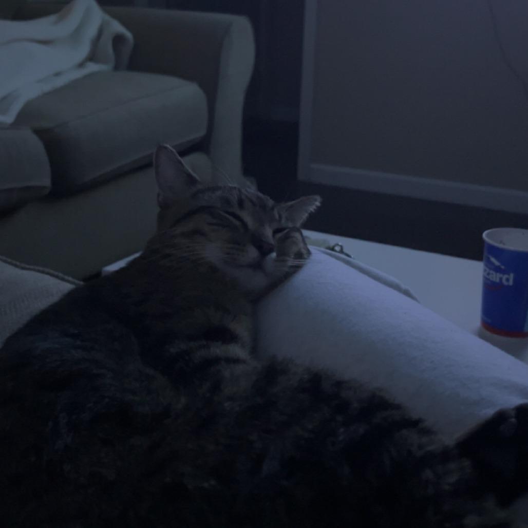 Enlarge McDonald--In Foster, a Adoptable Domestic Short Hair in Fargo, ND image 5/6