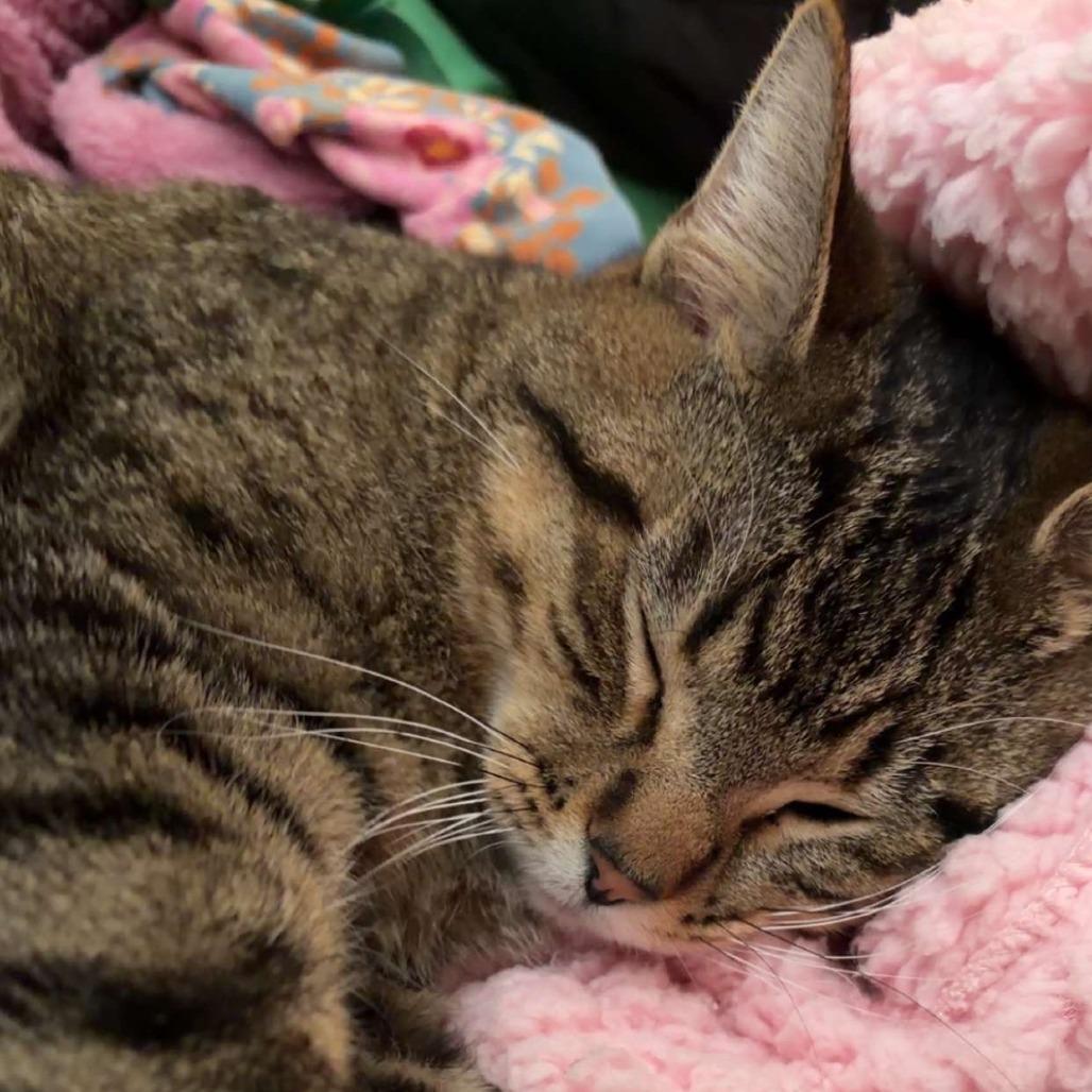 Enlarge McDonald--In Foster, a Adoptable Domestic Short Hair in Fargo, ND image 6/6