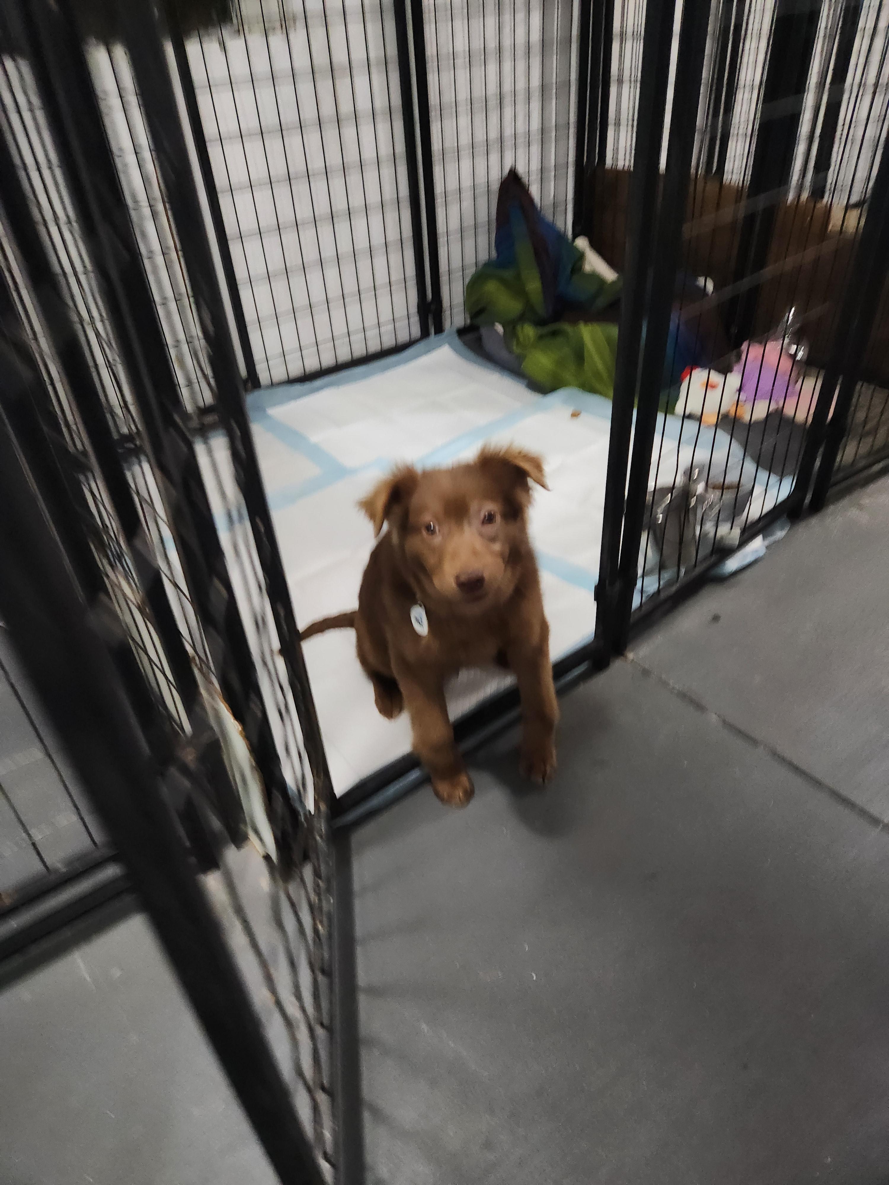 Enlarge Poppy, a Adopted Australian Shepherd in Draper, VA image 1/4