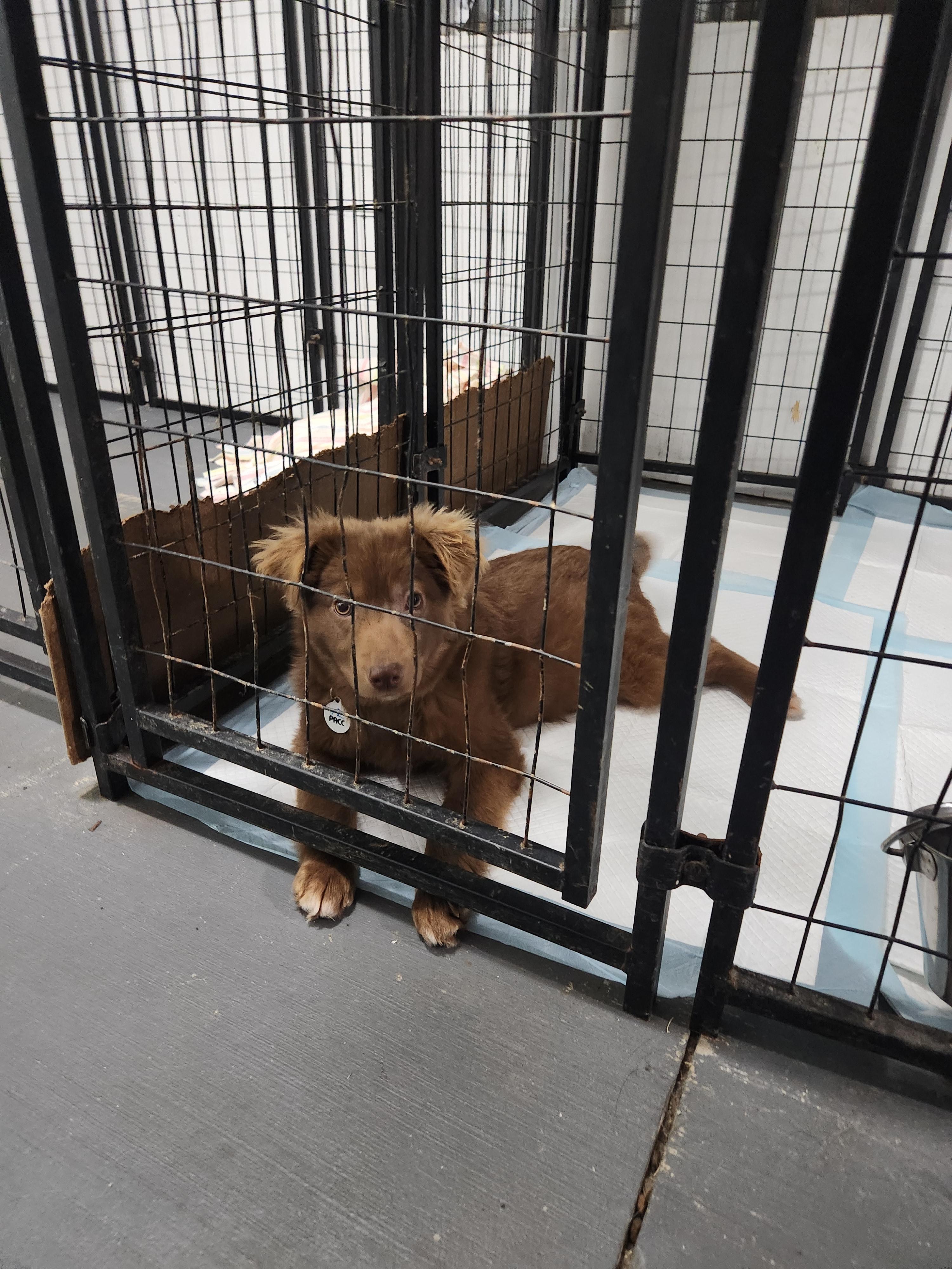 Enlarge Poppy, a Adopted Australian Shepherd in Draper, VA image 3/4
