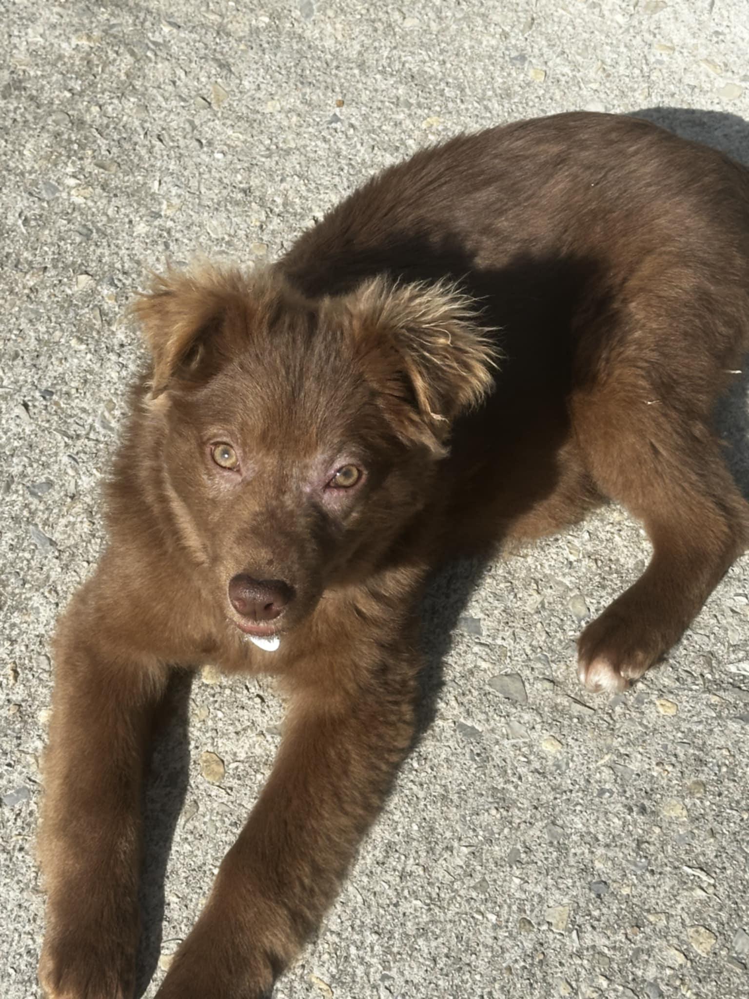 Enlarge Poppy, a Adopted Australian Shepherd in Draper, VA image 4/4