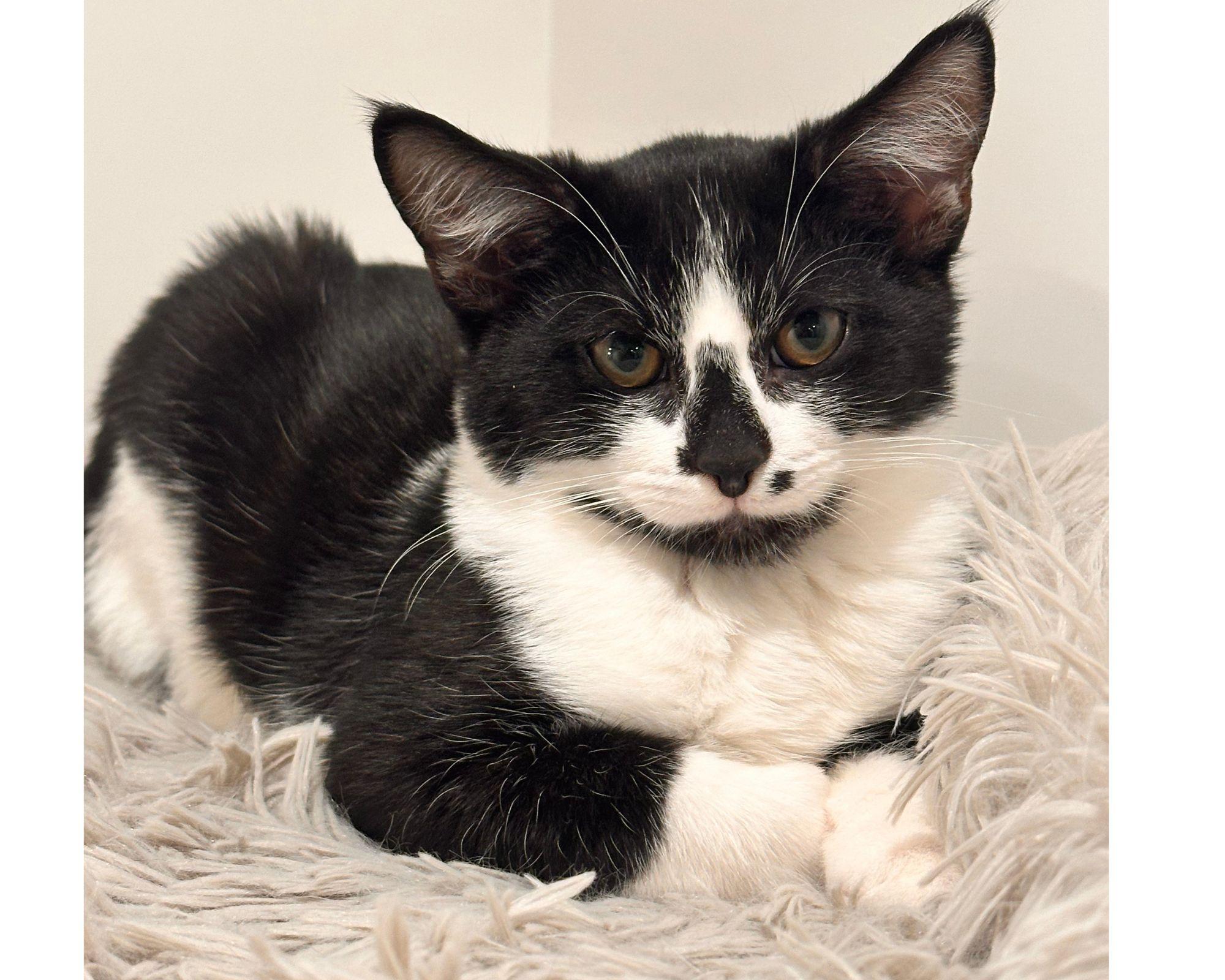 Elvis (shy. reduced fee $250), a Adoptable Domestic Short Hair in HANSON, MA image 1/2