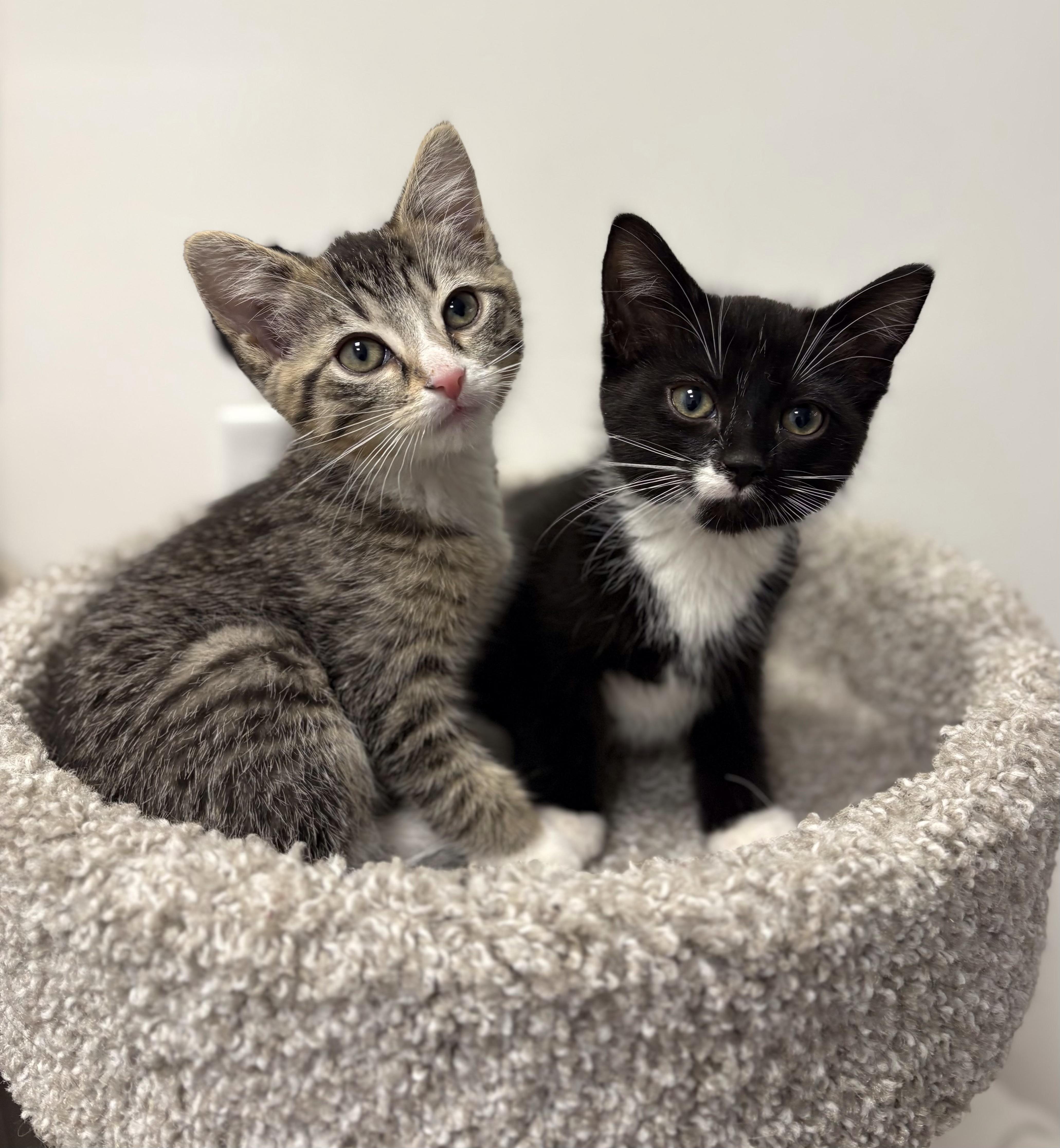 Enlarge Bow, a Adoptable Domestic Short Hair in Pickering, ON image 1/2