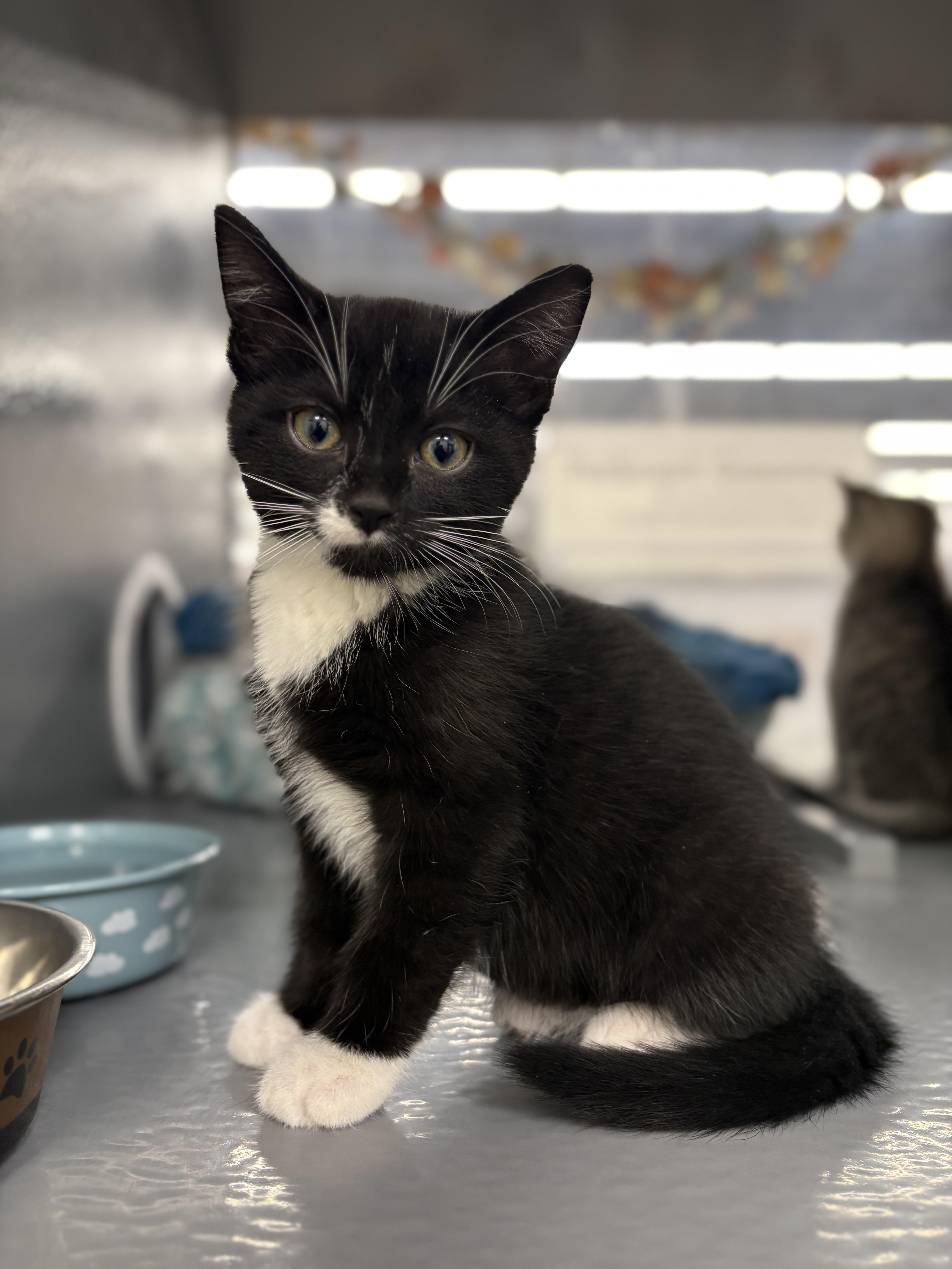 Enlarge Bow, a Adoptable Domestic Short Hair in Pickering, ON image 2/2