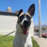 Misty, Adoptable, Young Female Greyhound & Labrador Retriever.