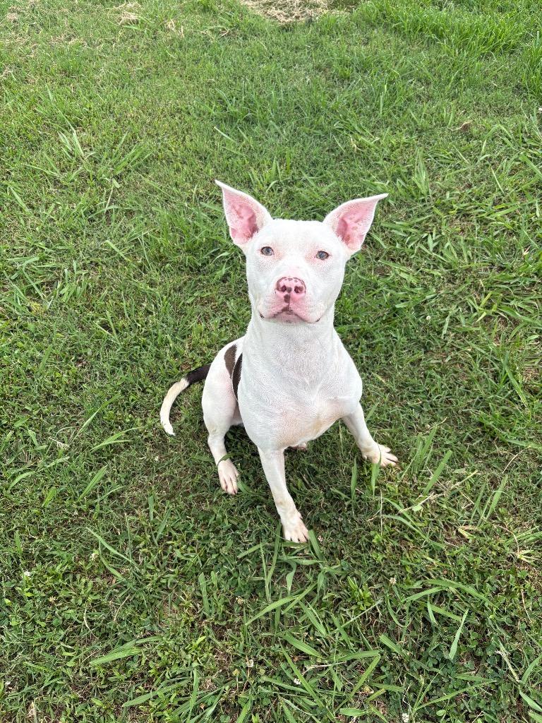 Enlarge Lucas, a Adoptable Mixed Breed in Bossier City, LA image 1/4