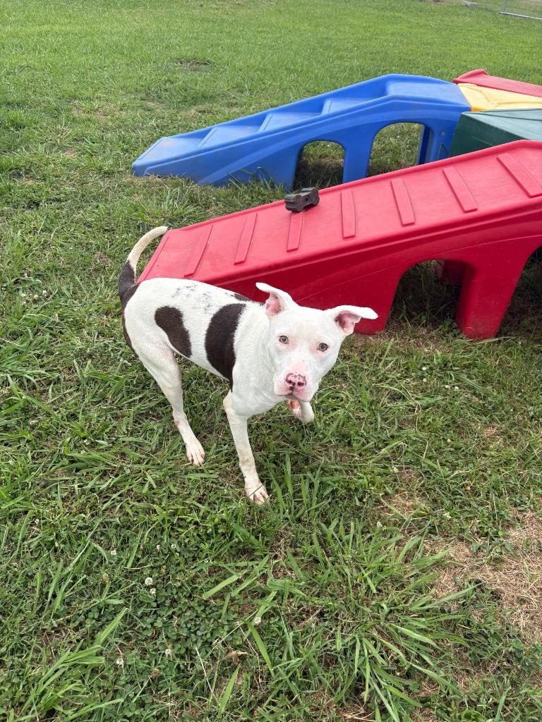 Enlarge Lucas, a Adoptable Mixed Breed in Bossier City, LA image 2/4