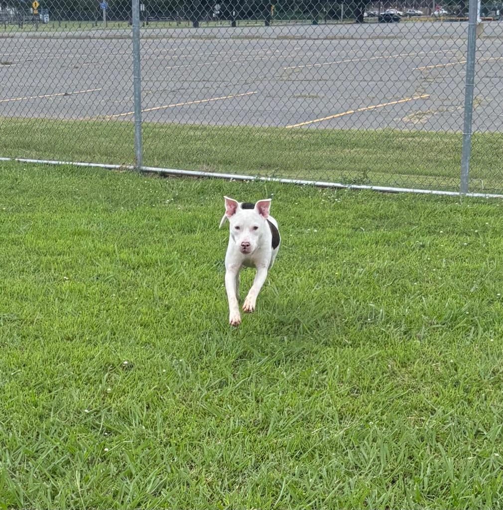 Enlarge Lucas, a Adoptable Mixed Breed in Bossier City, LA image 3/4