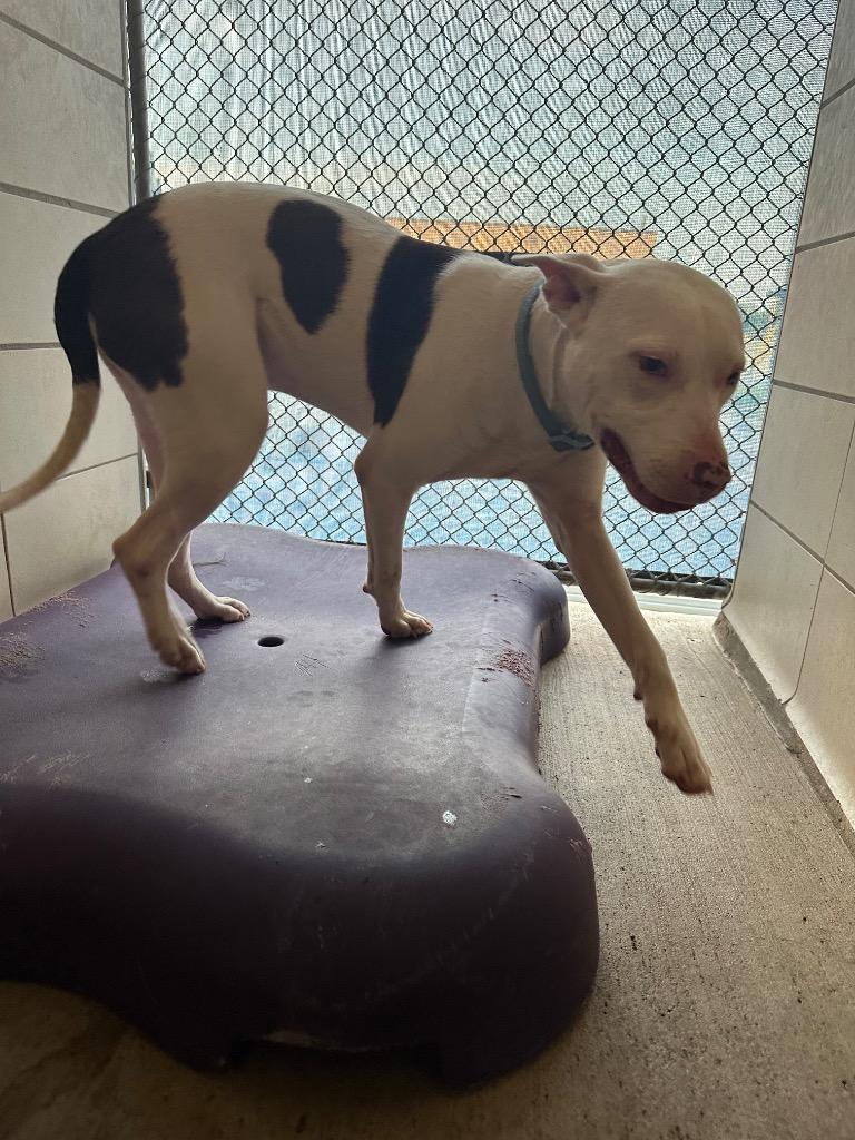Enlarge Lucas, a Adoptable Mixed Breed in Bossier City, LA image 4/4