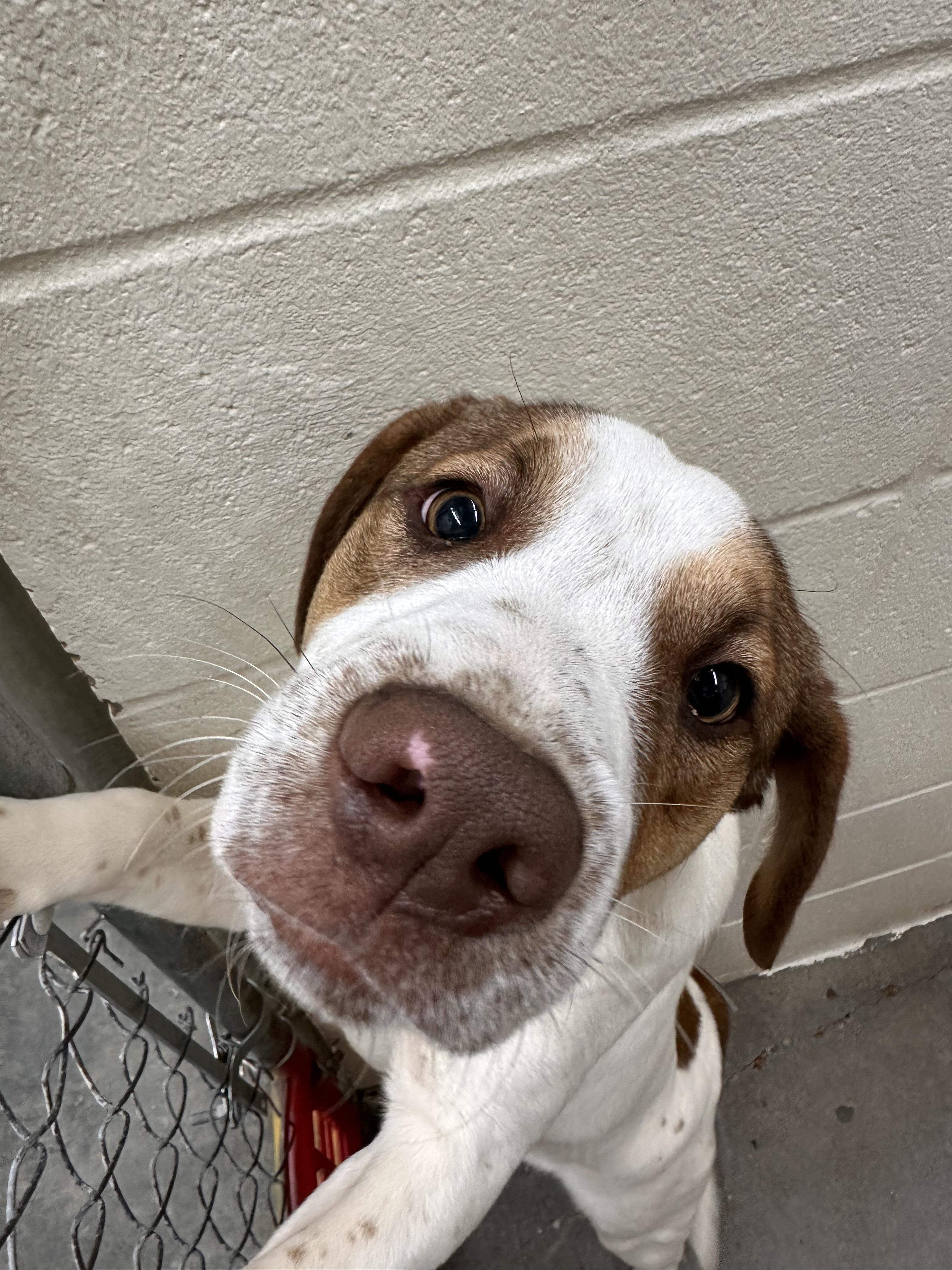 Enlarge Tobias , a ADOPTABLE mixed breed in Foxworth, MS image 1/3