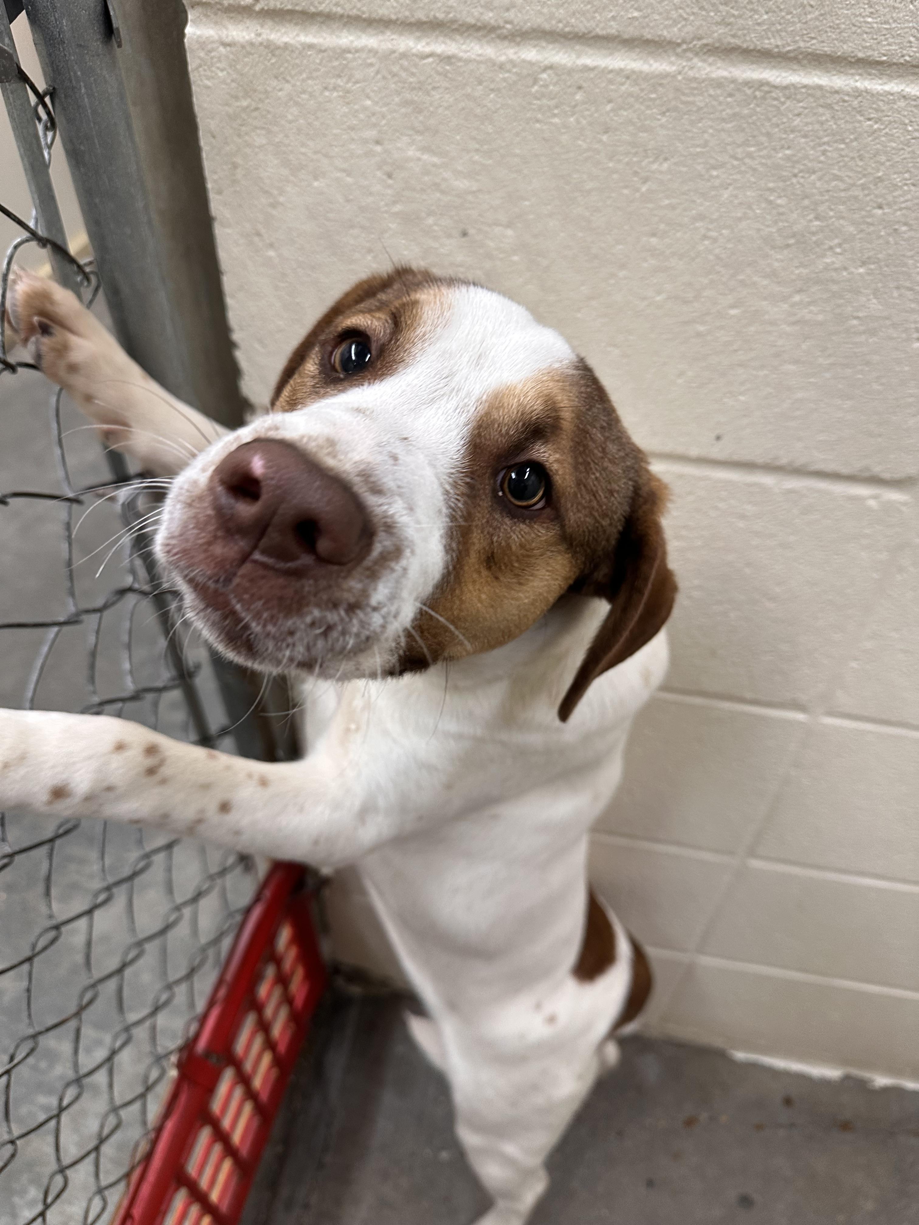 Enlarge Tobias , a ADOPTABLE mixed breed in Foxworth, MS image 2/3