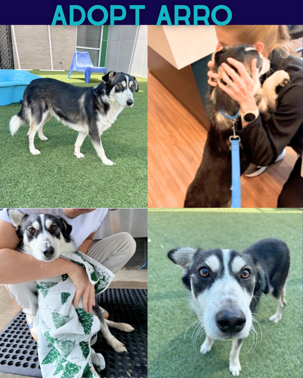 Arrow, Adoptable, Adult Female Husky & Cattle Dog.