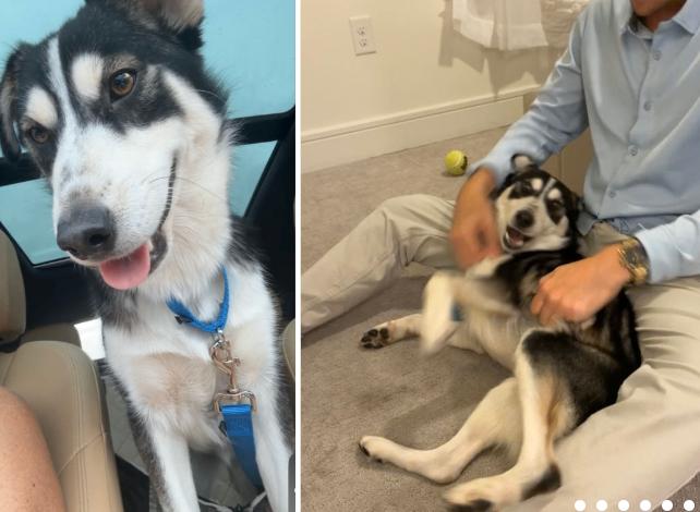 Arro - Adoptable Pet | Petfinder