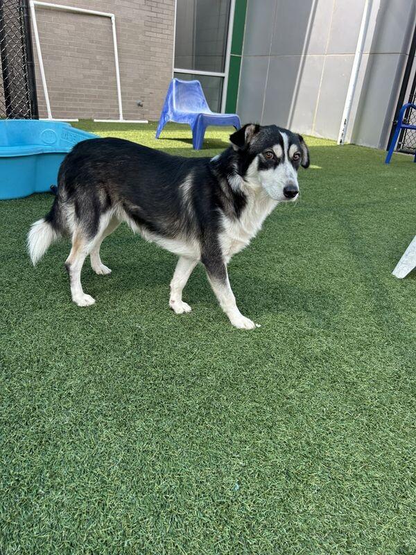 Arro - Adoptable Pet | Petfinder