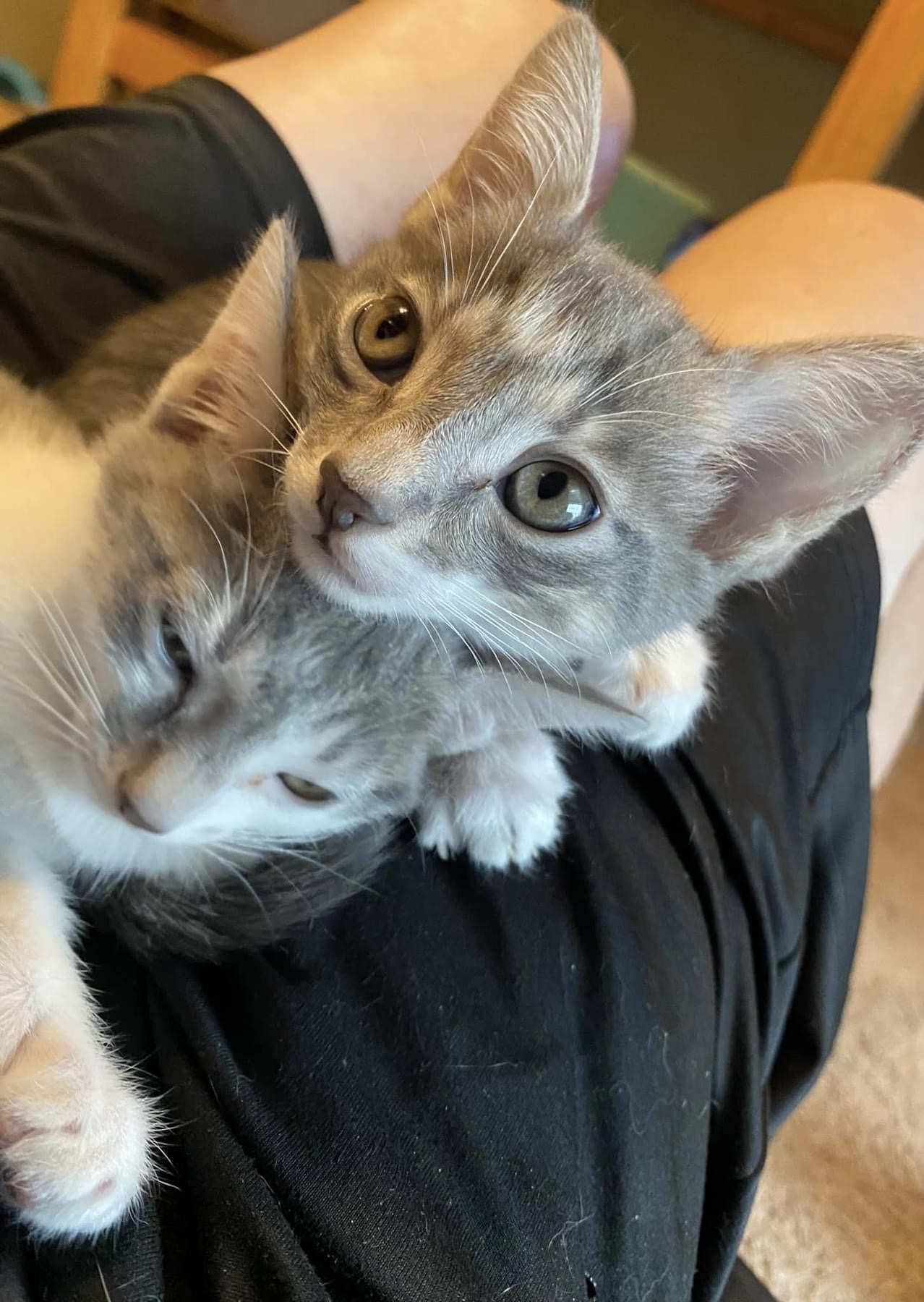 Enlarge Sage, an adopted Oriental Short Hair in Haslet, TX image 1/4