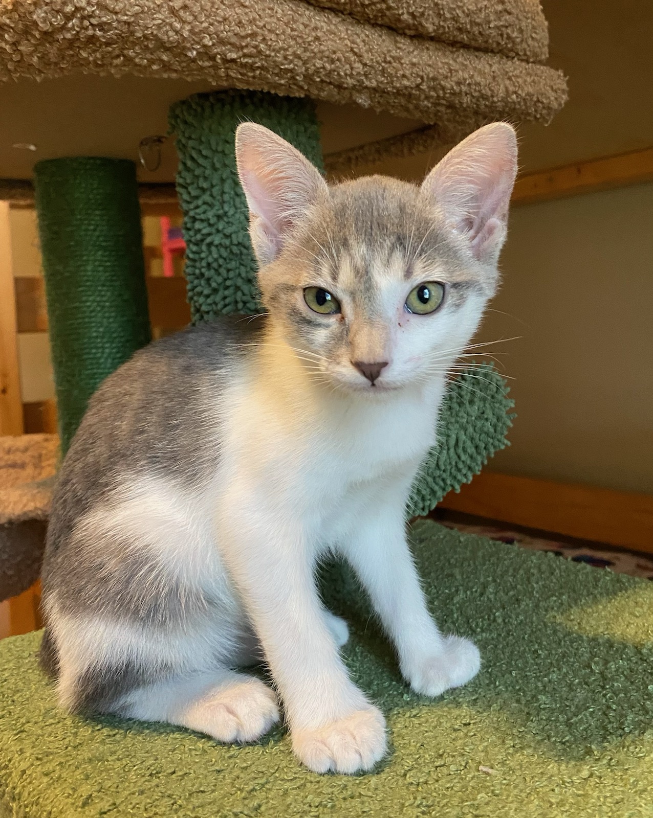 Enlarge Sage, an adopted Oriental Short Hair in Haslet, TX image 3/4