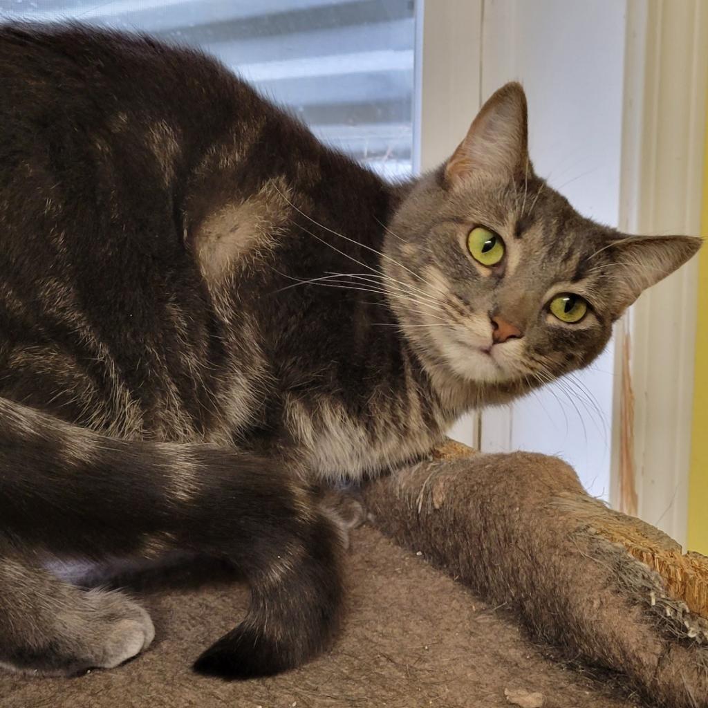 Dizzy, Adoptable, Adult Female Domestic Short Hair.