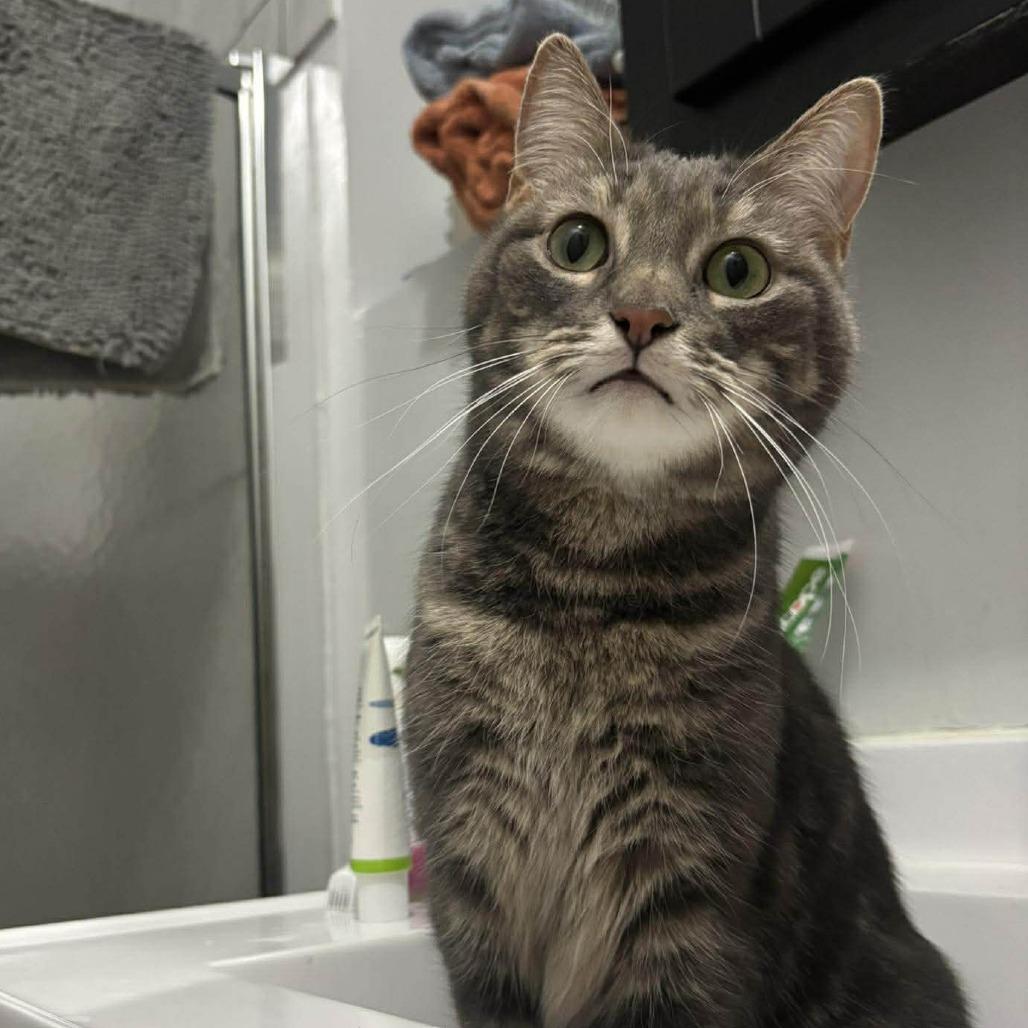 Dizzy, a Adoptable Domestic Short Hair in Forest Park, IL image 2/2