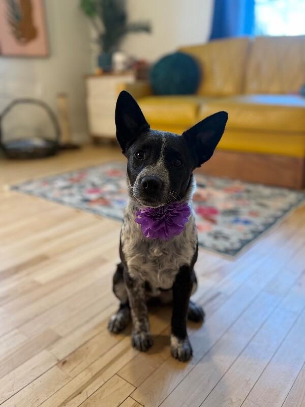 Chloe Silky thumbnail 2