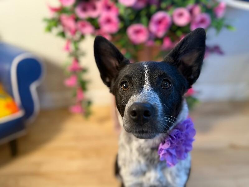 Chloe Silky thumbnail 3