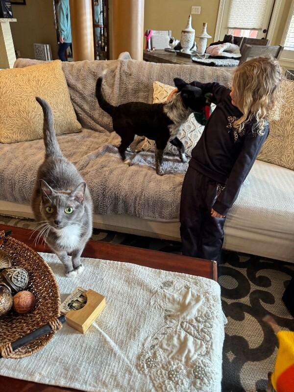 Chloe Silky thumbnail 5