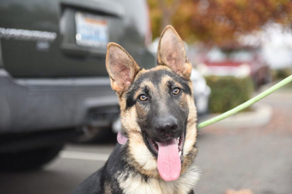 Panettone aka Tony, Adoptable, Young Male German Shepherd Dog.
