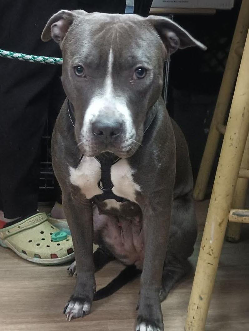 Enlarge Cricket, a ADOPTABLE Mixed Breed in McKeesport, PA image 1/1