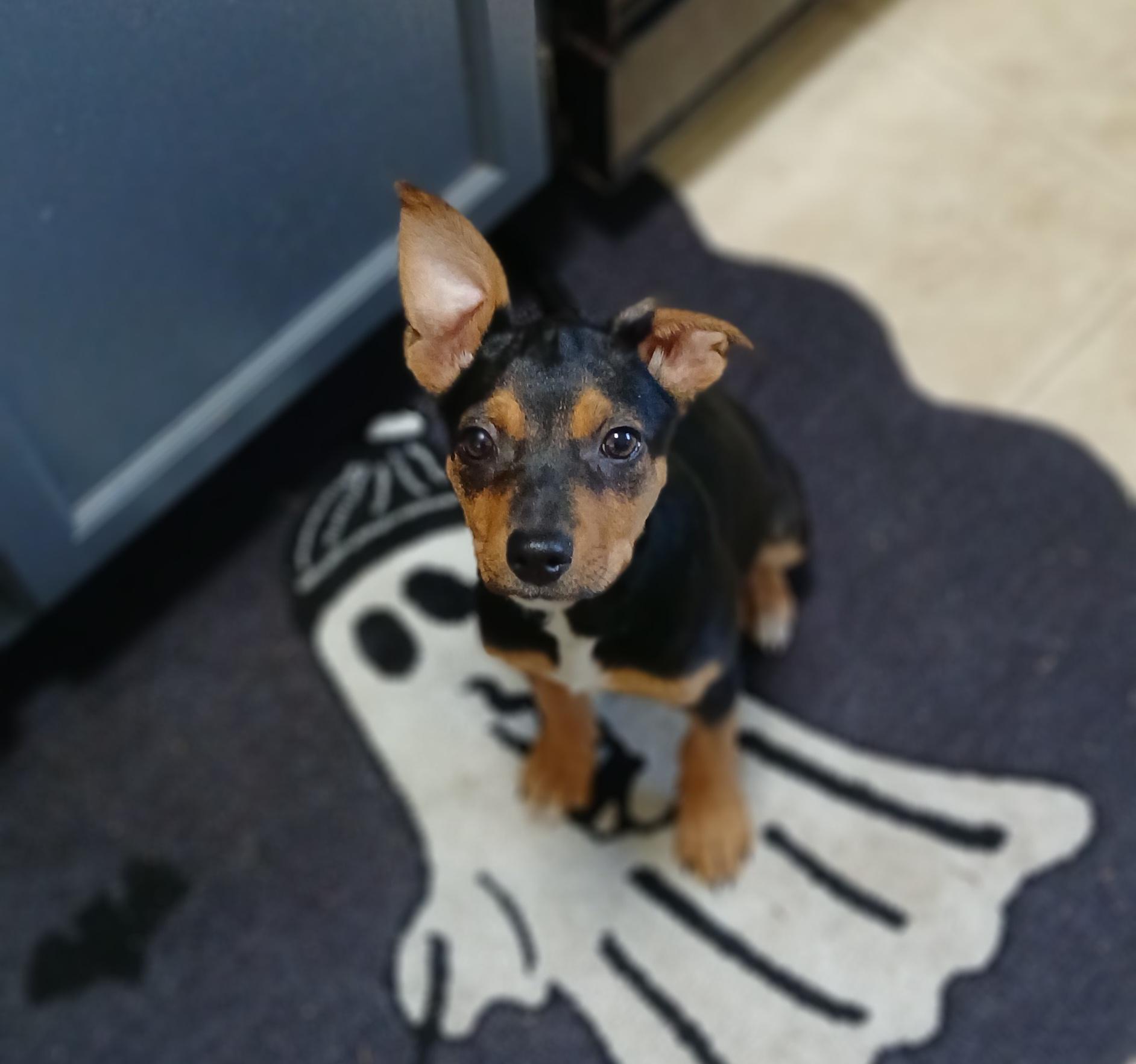 Dixie