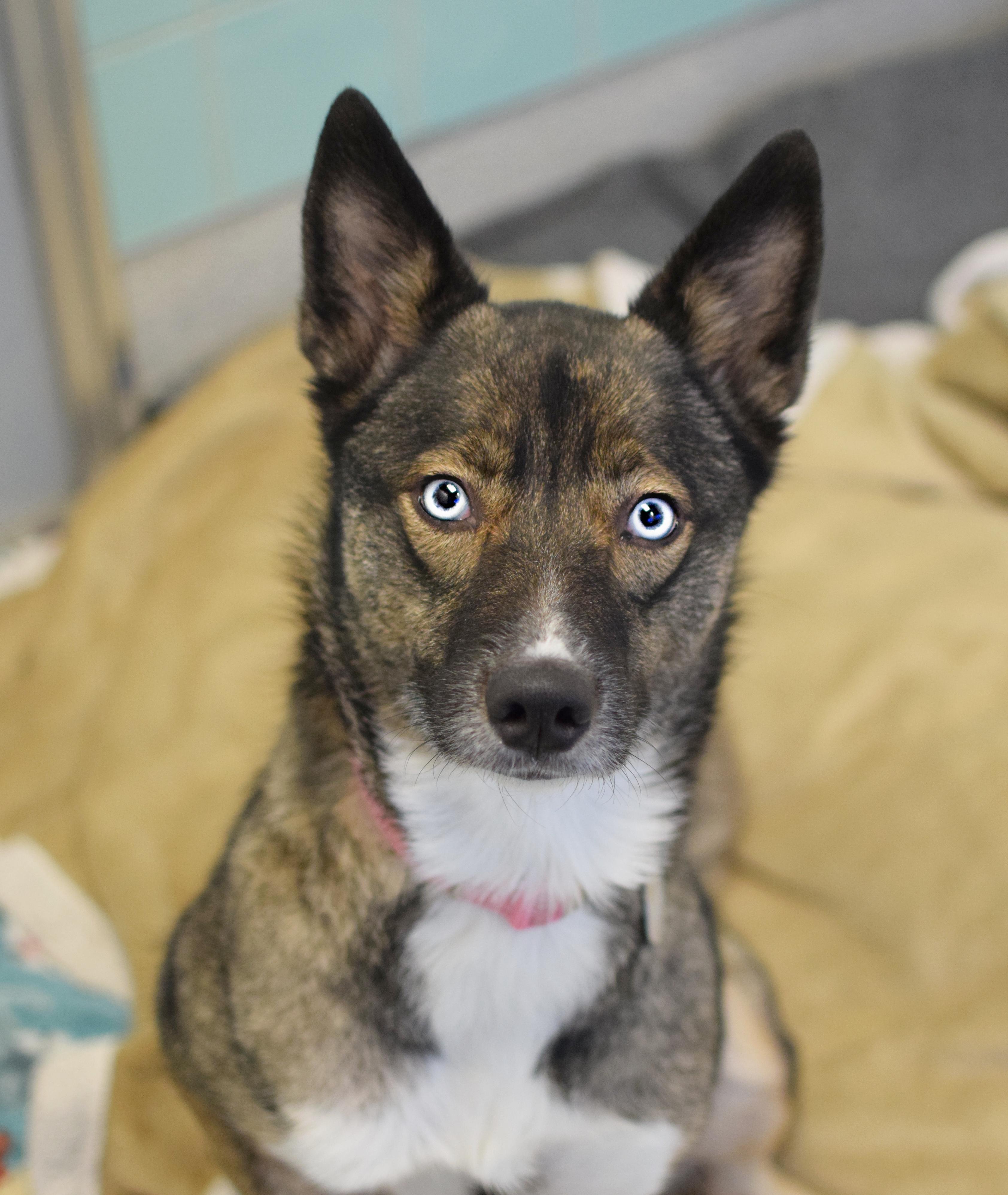 Blue, an adoptable Husky & Shepherd Mix in Pontiac, MI_image-1