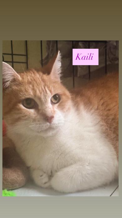 Kaili photo 3