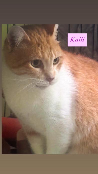 Kaili, Adult Female Domestic Medium Hair
